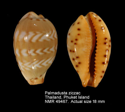 Palmadusta ziczac.jpg - Palmadusta ziczac(Linnaeus,1758)